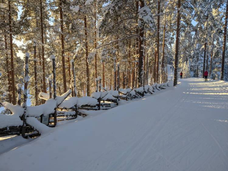 Aurinkoinen hiihtolatu Lintharjun maisemassa. Pisteaita kulkee vasemmalla.