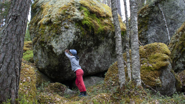 Lapsi työntää suurta kiveä alareunasta metsässä.