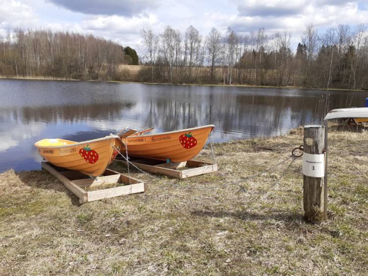 Kaksi Suonenjoen kaupunkivenettä rannalla. Veneissä mansikat.