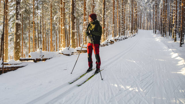 Hiihtäjä ihailee talvisista mäntymetsää Lintharjun ladulla.