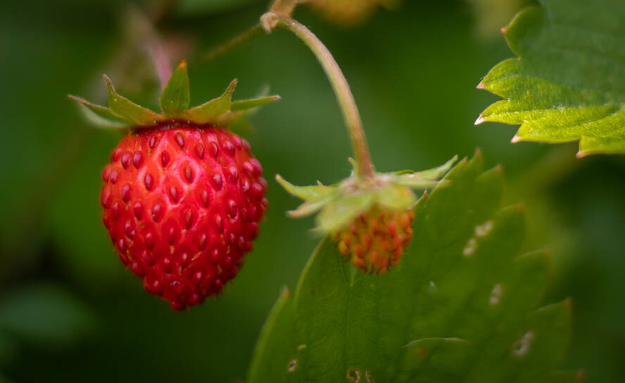 Lähikuva metsämansikasta.