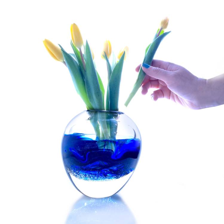 Pyöreä lasimaljakko, jonka keskiosassa sinistä lasia. Käsi asettaa maljakkoon keltaisia tulppaaneja.