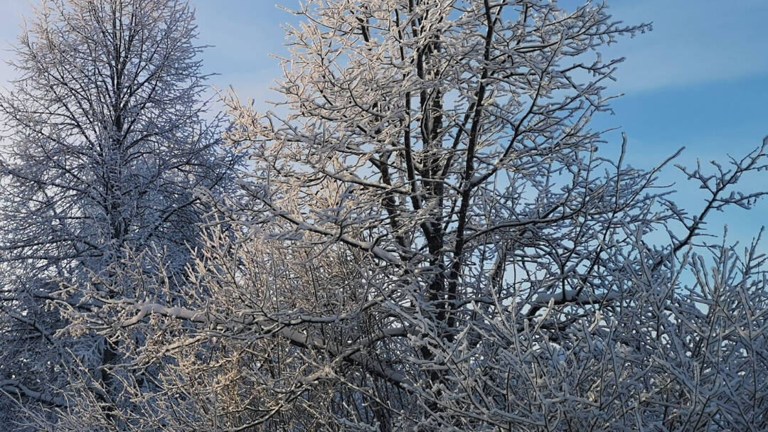 Puiden latvoja talvi huurassa