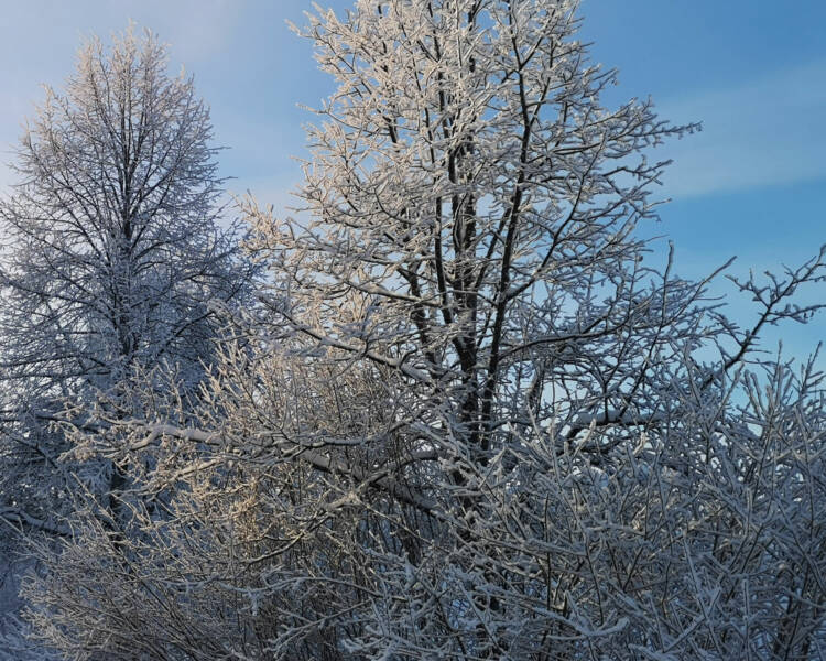 Puiden latvoja talvi huurassa