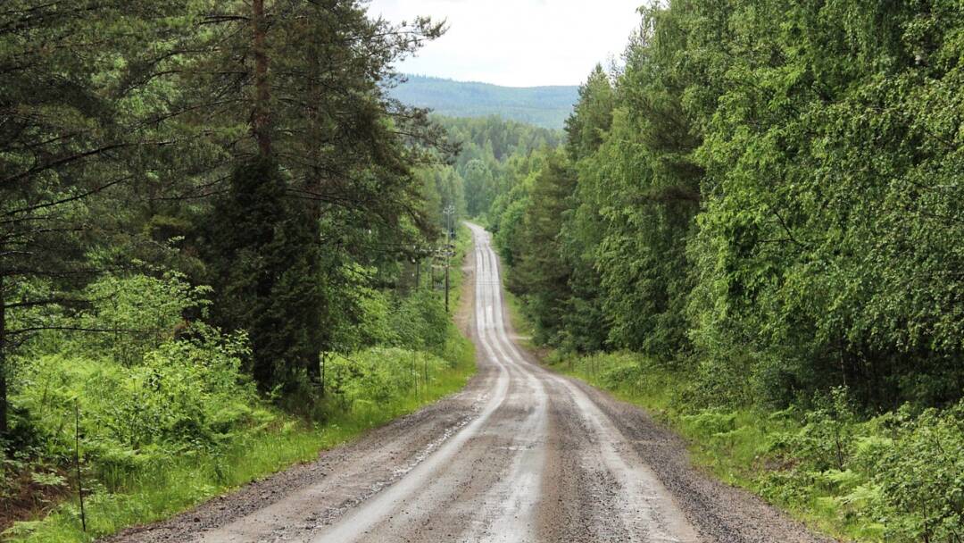 hiekkatie metsää