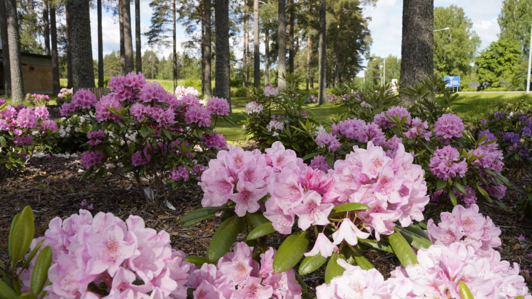 pink flowers