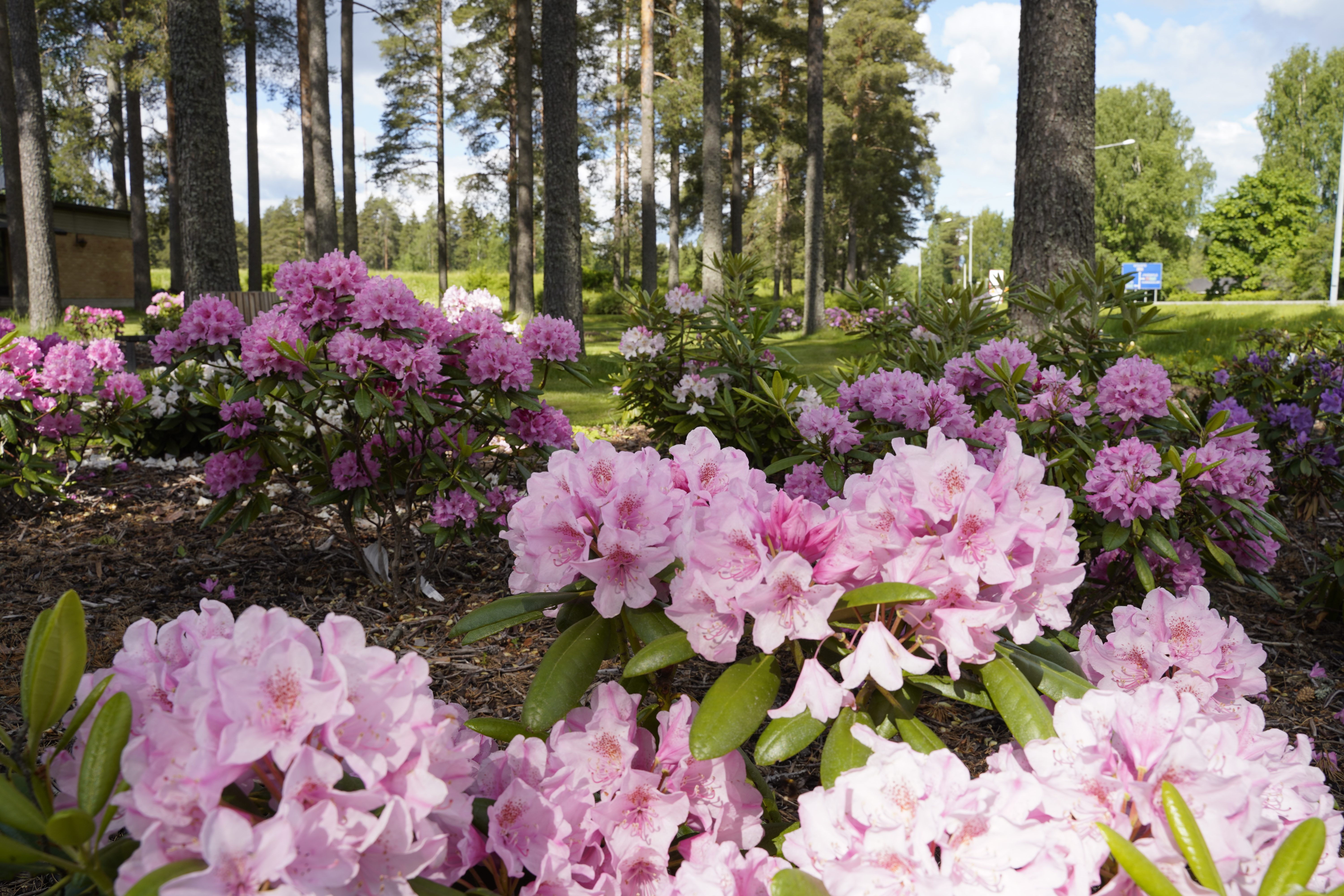 pink flowers