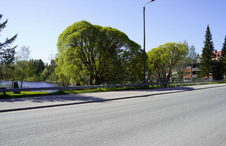 Katunäkymä. Tie, jonka laidalla kaksi isoa puuta ja taustalla näkyy pieni pätkä jokea.