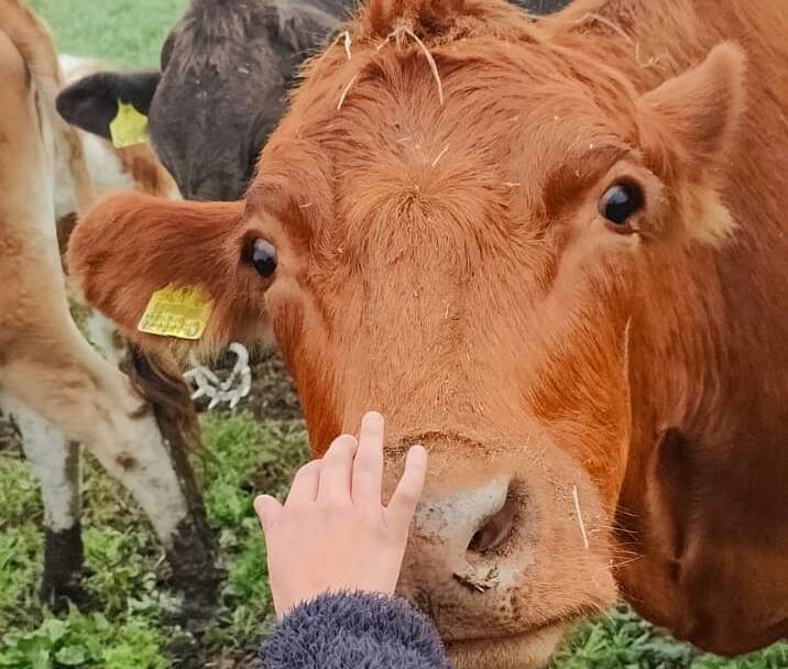 lapsen käsi silittää lehmän kuonoa