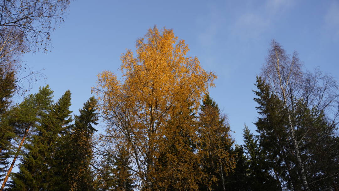 Syksyisiä puita Kuivataipaleen kanavalla