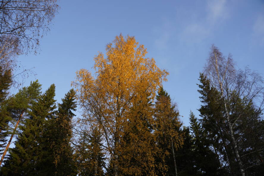 Syksyisiä puita Kuivataipaleen kanavalla